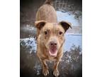 Adopt Buddy a Tan/Yellow/Fawn Labrador Retriever / Terrier (Unknown Type