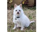 Adopt Danielle T (Coco) a White Jack Russell Terrier dog in Richardson