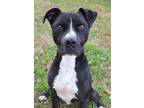 Adopt Harley a Black Mixed Breed (Small) / Mixed Breed (Medium) / Mixed (short