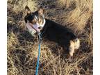 Adopt Tawny a Corgi / Mixed dog in Denver, CO (40363232)