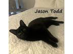 Adopt Jason Todd #Batman-litter a All Black Bombay / Mixed (short coat) cat in