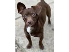 Adopt Puffin a Brown/Chocolate - with White Chiweenie / Mixed dog in Ocean