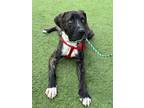 Adopt Buccanneer a Brindle - with White Mastiff / Plott Hound / Mixed dog in Los
