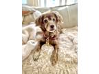 Adopt Liezel a Brown/Chocolate Spaniel (Unknown Type) / Pomeranian / Mixed dog