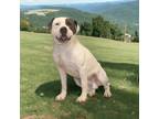 Adopt Petey a White Staffordshire Bull Terrier dog in Forrest City