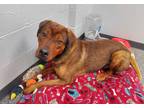 Adopt Tucker a Red/Golden/Orange/Chestnut Rottweiler / Mixed dog in Circleville