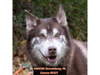 Adopt Lurch a Brown/Chocolate Alaskan Klee Kai / Mixed Breed (Medium) / Mixed