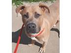 Adopt Mater a Tan/Yellow/Fawn Great Dane / Mixed Breed (Medium) / Mixed (short