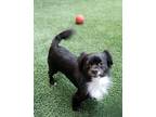 Adopt Deano a Black Pekingese / Mixed dog in Palos Verdes Peninsula