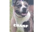 Adopt Champ & Marcella a Gray/Silver/Salt & Pepper - with Black Labrador