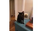 Adopt Leila a Black (Mostly) Bombay / Mixed (short coat) cat in Chattanooga
