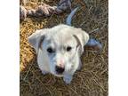 Adopt Peppermint "Patty" Peanuts a White Great Pyrenees / Anatolian Shepherd /