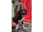 Adopt Tippy & Tommy a Black - with Tan, Yellow or Fawn Labrador Retriever /