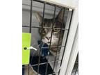 Adopt Sofia a Gray, Blue or Silver Tabby Domestic Shorthair (short coat) cat in