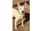 Adopt Scout a White - with Black Boston Terrier / Jack Russell Terrier / Mixed