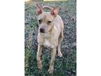 Adopt Honey a Tan/Yellow/Fawn - with White Jack Russell Terrier / Boston Terrier