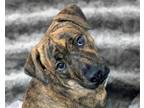 Adopt Tilly a Brindle - with White Mountain Cur / Mixed dog in Anniston
