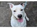 Adopt Hudson a White - with Black Labrador Retriever / Pit Bull Terrier / Mixed