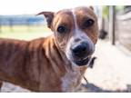 Adopt Teela a Tan/Yellow/Fawn - with White Blue Heeler dog in Howey in the