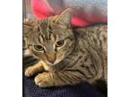 Adopt Java a Brown Tabby Domestic Shorthair / Mixed (short coat) cat in