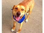 Adopt Oliver a Tan/Yellow/Fawn Labrador Retriever / Australian Shepherd / Mixed