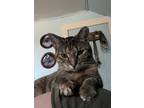 Adopt Uni -Felv+ a Brown Tabby Domestic Shorthair / Mixed Breed (Medium) / Mixed