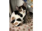 Adopt Britta a Domestic Shorthair / Mixed (short coat) cat in Grand Junction