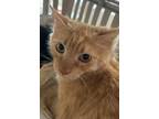 Adopt Dos a Domestic Longhair / Mixed (long coat) cat in Grand Junction