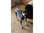 Adopt Loreli a Mixed Breed (Medium) / Mixed dog in Arkadelphia, AR (40683031)