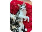 Adopt Sebastion a Domestic Shorthair / Mixed (short coat) cat in Grand Junction