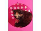 Adopt Daisy a Domestic Shorthair / Mixed (short coat) cat in Grand Junction