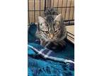 Adopt Mina a Domestic Shorthair / Mixed (short coat) cat in Arkadelphia