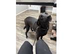 Adopt Kiko a Labrador Retriever / Shepherd (Unknown Type) / Mixed dog in