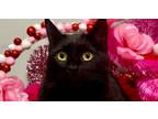 Adopt Mama Cass a All Black Bombay cat in Calimesa, CA (39902146)