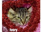 Adopt IVORY a Maine Coon (long coat) cat in Calimesa, CA (36849828)