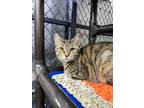 Adopt Shea a Domestic Shorthair / Mixed (short coat) cat in Lagrange