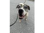 Adopt Cassie a White - with Brown or Chocolate Pit Bull Terrier / Mixed dog in