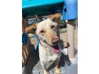 Adopt Poli a Labrador Retriever / Shepherd (Unknown Type) / Mixed dog in Elbow