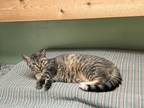 Adopt Cinnamon a Domestic Shorthair / Mixed (short coat) cat in Elbow Lake