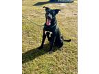 Adopt Gunner a Labrador Retriever / Mixed Breed (Medium) / Mixed dog in St.