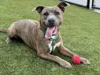 Adopt Mindy a Brown/Chocolate Australian Kelpie / Mixed Breed (Medium) / Mixed