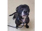 Adopt Rain a Black - with White American Pit Bull Terrier / Mixed dog in
