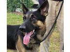 Adopt THOR a Black - with Tan, Yellow or Fawn German Shepherd Dog / Mixed dog in