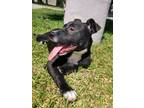 Adopt Katie a Terrier (Unknown Type, Medium) / Mixed dog in Huntsville