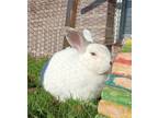 Adopt Rudy 1/2 off SALE a English Spot / Mixed (short coat) rabbit in Mankato