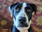 Adopt Stella a Black - with White Great Dane / Greyhound / Mixed dog in Yukon
