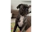 Adopt Archie a Brindle - with White Pug / Mixed dog in Las Vegas, NV (40679842)