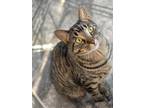 Adopt Prince a Brown Tabby Domestic Shorthair (short coat) cat in Hamilton