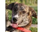 Adopt Rindle a Brindle Greyhound / Mixed dog in Toronto, ON (40321224)