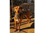 Adopt IZZY a Catahoula Leopard Dog / Mixed dog in Marianna, FL (40679399)
